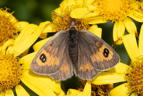 Erebia rondoui-3924 - Err - 29/07/26