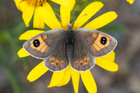 Erebia rondoui-3966 - Err - 29/07/26