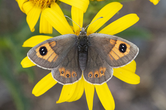 Erebia rondoui-3966 - Err - 29/07/26