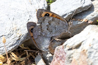 Erebia rondoui-3825