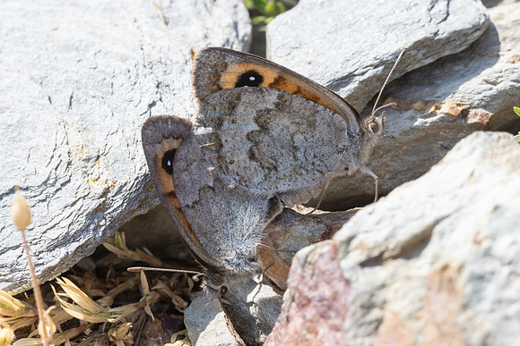 Erebia rondoui-3825