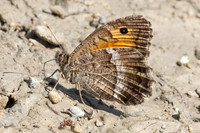 Arethusana arethusa-5304 - Estavar - 2/08/26
