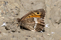 Arethusana arethusa-5227 - Estavar - 2/08/26