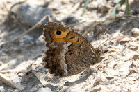 Arethusana arethusa-5270 - Estavar - 2/08/26
