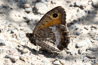 Arethusana arethusa-5207 - Estavar - 2/08/26