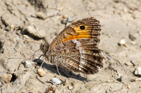 Arethusana arethusa-5301 - Estavar - 2/08/26