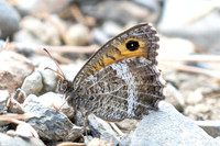 Arethusana arethusa-5512 - Estavar - 2/08/26