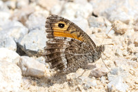 Arethusana arethusa-6105- Salvezines - 3/08/26