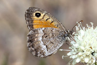 Arethusana arethusa - False Grayling - Petit Agreste