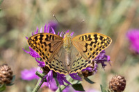 Argynnis pandora-2234
