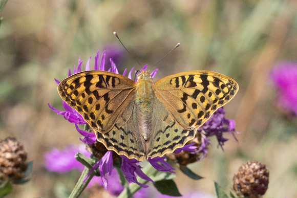 Argynnis pandora-2234