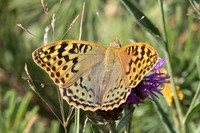 Argynnis pandora-2231