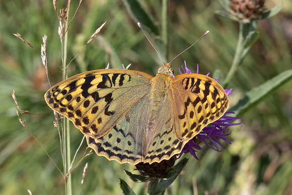 Argynnis pandora-2232