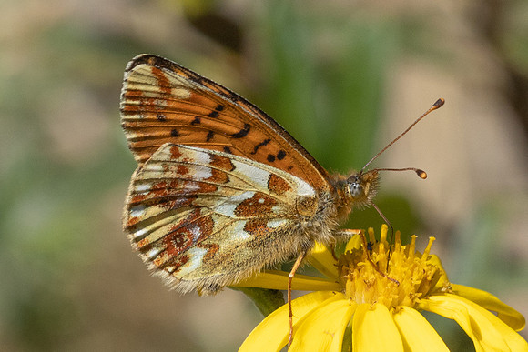 Boloria pales-4211- Eyne - 30/07/26