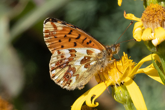 Boloria pales-4202- Eyne - 30/07/26