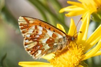 Boloria pales-4289- Eyne - 30/07/26