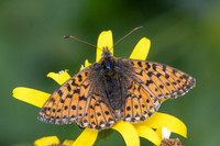 Boloria pales-4330 - Eyne - 30/07/26