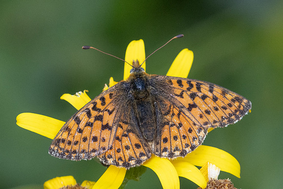 Boloria pales-4330 - Eyne - 30/07/26