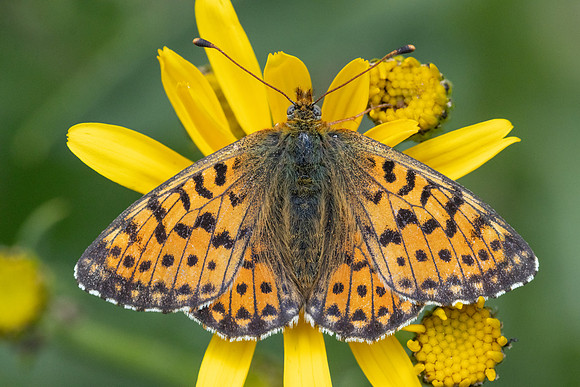 Boloria pales-4336- Eyne - 30/07/26