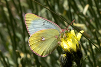 Colias phicomone-3082 - Porté-Puymorens - 27/07/26