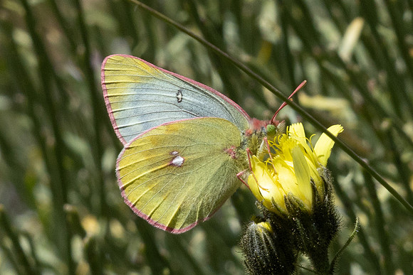 Colias phicomone-3082 - Porté-Puymorens - 27/07/26