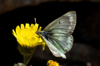 Colias phicomone-2960 - Porté-Puymorens - 27/07/26