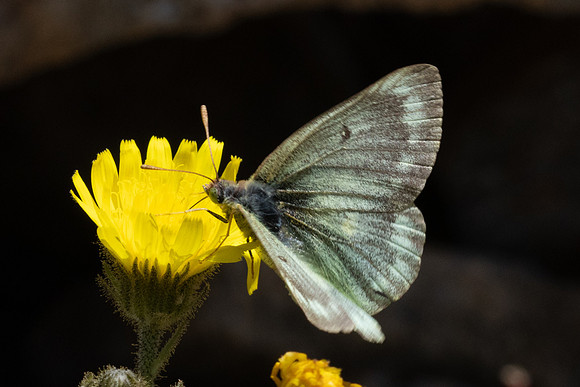 Colias phicomone-2960 - Porté-Puymorens - 27/07/26