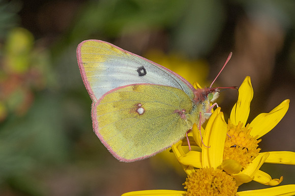 Colias phicomone-4224 - Eyne - 30/07/26