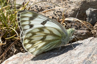 Pontia callidice-2130