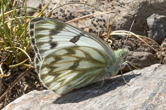 Pontia callidice-2130
