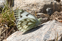 Pontia callidice-2128