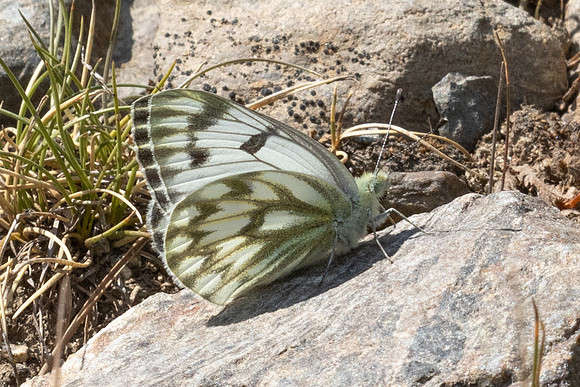 Pontia callidice-2128