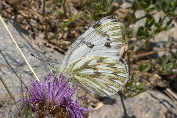 Pontia callidice-2157