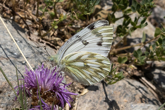 Pontia callidice-2161