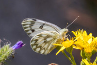 Pontia callidice-2176