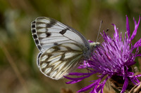 Pontia callidice-2206