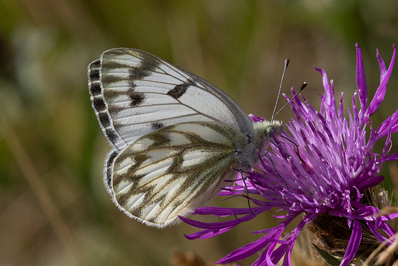 Pontia callidice-2206