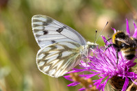 Pontia callidice-2219