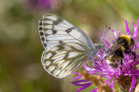 Pontia callidice - Peak White - Piéride du velar