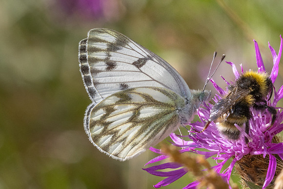 Pontia callidice-2218