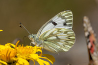 Pontia callidice-3916 - Err - 29/07/26