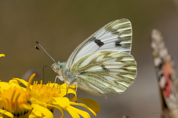 Pontia callidice-3916 - Err - 29/07/26