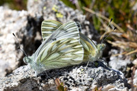Pontia callidice-3367