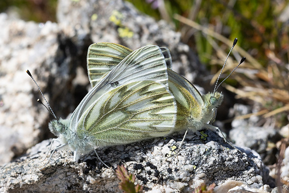 Pontia callidice-3367