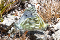 Pontia callidice-3382