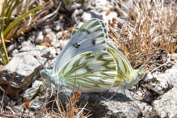 Pontia callidice-3382