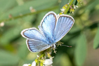 Polyommatus dorylas-0766