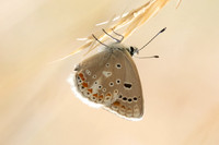 Polyommatus dorylas-1107