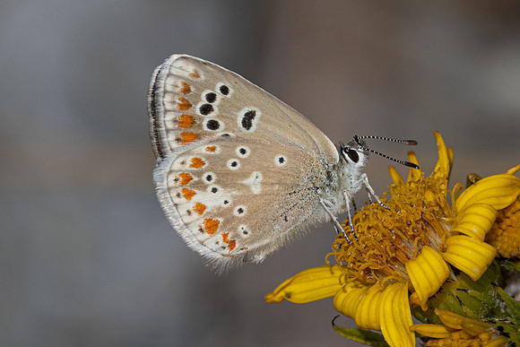 Polyommatus dorylas-3974