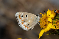 Polyommatus dorylas-3975